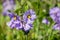 Blue nightshade Solanum umbelliferum wildflowers, California