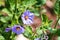 Blue nightshade Solanum umbelliferum wildflowers, south San Francisco bay area, California