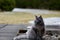 A blue norwegian forest cat outdoors