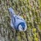 Blue Nuthatch Songbird on Tree Bark