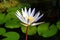 Blue Nymphaea or egyptian lotus with green leaves in pond