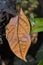 Blue Oak Leaf butterfly or Sahyadri blue oakleaf look like dry leaf