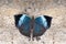 Blue Oakleaf butterfly, Kallima horsfieldi, Thane, Maharashtra, India