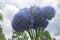 Blue onion Allium caeruleum is species of perennial herbaceous plants of genus Allium of Amaryllidaceae family. Natural