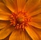 Blue orange adonis flower closeup. Macro background.