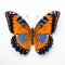 Blue And Orange Butterfly On White Background - Orderly Symmetry