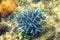 Blue and orange corals on sea bottom. Tropical seashore inhabitants underwater photo.