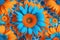 Blue and orange daisies on a blue background, close-up