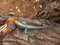 Blue and Orange Lizard