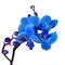 Blue orchid