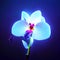 Blue orchid on a dark blue background. 3d rendering. Generative AI