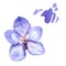 Blue orchid. Floral botanical flower. Wild spring leaf wildflower isolated.