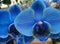 Blue Orchid (lat. OrchidÃ¡ceae) - Phalaenopsis Royal Blue