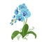 Blue orchid phalaenopsis flower realistic drawing