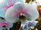 Blue orchid with pink veins