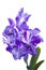 Blue orchid vanda on white