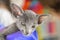 Blue Oriental shorthair kitten