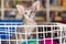 Blue Oriental shorthair kitten