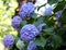Blue Ortensia Hydrangea