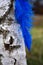 Blue ostrich feather hanging from birch tree