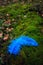 Blue ostrich feather lying outdoors on moss