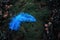 Blue ostrich feather lying outdoors on moss