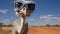 Blue Ostrich With Sunglasses In Australian Landscape