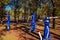 Blue outdoor sports equipments in pine trees park on sunny autumn day. Exercise stations in public park. Free outdoor gym