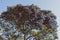 Blue pacific Ceanothus tree with flowers in full bloom