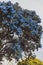 blue pacific Ceanothus tree with flowers in full bloom