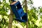 blue painted birdhouse for nesting birds. poorly installed to a branch, tr