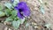 Blue pancy flower