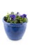 Blue Pansies in pot