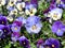 Blue pansy