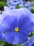 Blue pansy