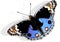 Blue Pansy Butterfly