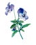 Blue pansy flower, isolated watercolor illustration. Flower card with flowers. Botanical illustration. It can be used as