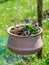 Blue pansy flowers hanging in a clay pot, pansies blooming in the garden