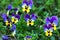 Blue pansy flowers or heartsease Viola tricolor in summer garden