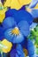 Blue pansy growing on flower bed closeup. Viola cornuta Hansa in bloom close up