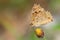 Blue Pansy - Junonia orithya