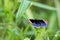 Blue Pansy - Junonia orithya