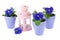 Blue pansy plants with pink lantern