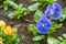 Blue pansy with water rain drops outside in garden