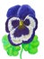 Blue pansy on white background, painting