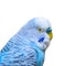 Blue Parakeet