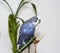 Blue parakeet