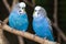 Blue Parakeets