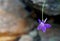 Blue Parish Larkspur, Tuolumne Meadows, Yosemite National Park