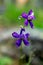 Blue Parish Larkspur, Tuolumne Meadows, Yosemite National Park